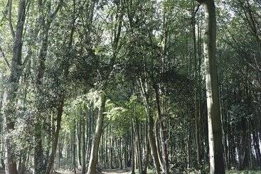 Пансион Le Domaine Saint Ange