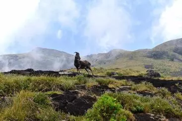 Hotel Moon Wings Mountain Resort