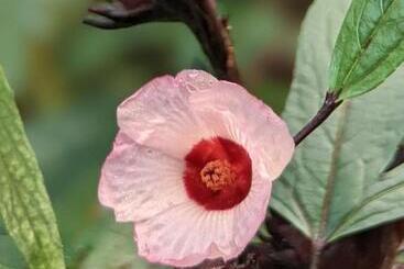 Pensjonat Crescent Moon