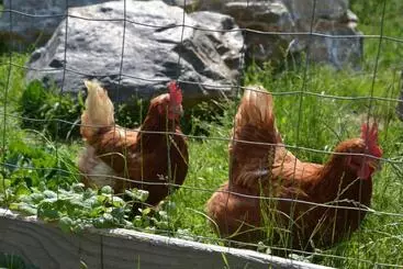 Pansiyon Gästehaus Waldblick