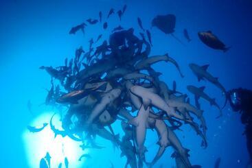 Alberg ゴーゴーマリンホテル 東京千葉館山
