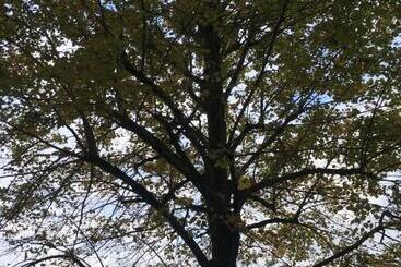 צימר Au Bois Noël   Le Charme