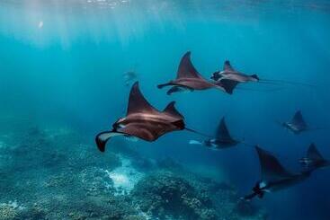 پانسیون Hanifaru Beach Inn