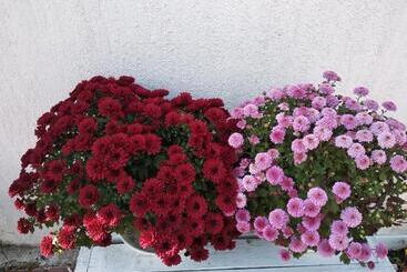 هتل 12 Months Mini