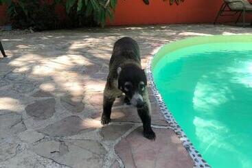 Hotell El Pequeño Gecko Verde