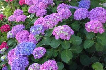 Bed and Breakfast Demeure D'hôtes Les Irisynes