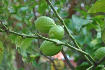 צימר Sous L Olivier