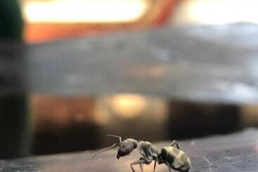 פנסיון Cherish Calm & Wild