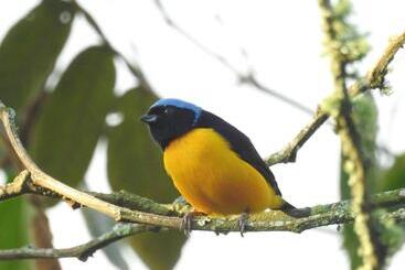 Pansiyon La Cabaña Del Nyctibius