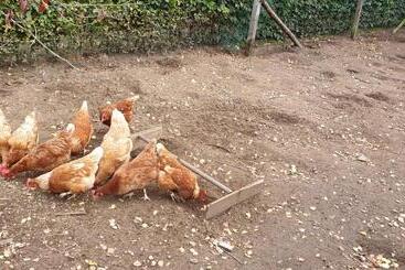 住宿加早餐 Gastenverblijf Aan De Bagijnstraat