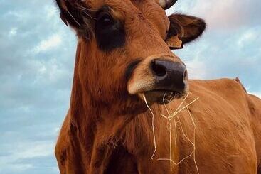 בית מלון כפרי Le Belmont Brasserie Du Guiers