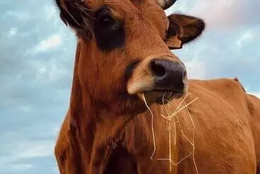 Hotel Le Belmont   Brasserie Du Guiers