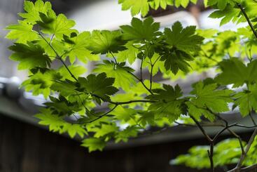 Pensão Gion Guesthouse Yururi