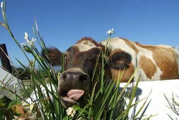 تختخواب و صبحانه Under Oaks Guesthouse