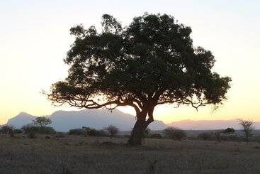 בית מלון כפרי Thornhill Safari Lodge