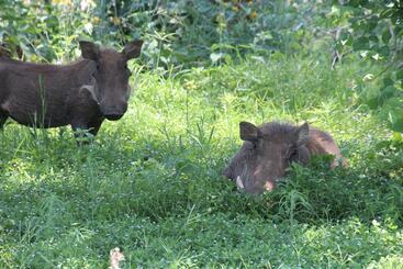 בית מלון כפרי Baluleni Safari Lodge