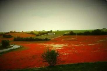 تختخواب و صبحانه Bel Canto