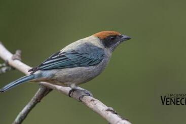 Hacienda Venecia Hostel