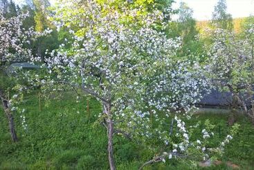 Villa Jokivarsi Bed & Breakfast