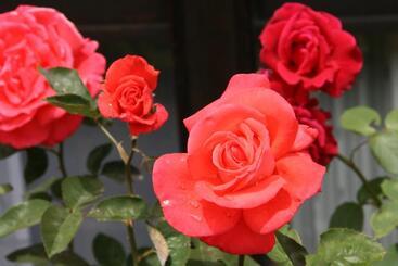 酒店 Garni Simplon