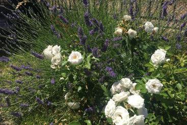 Bed And Breakfast Verdazzurro