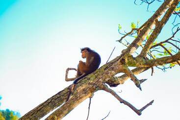 ホテル Ella Alpine Resort