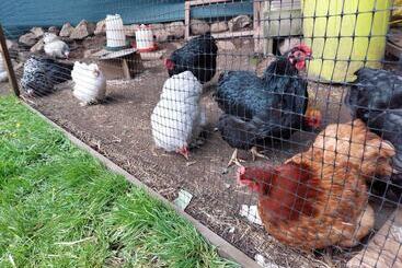 Пансион Owl House