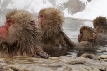 Pensione Minshuku Miyama