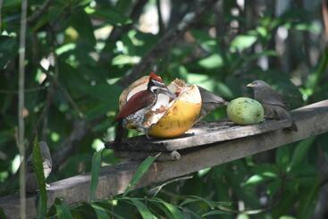 פנסיון Sethra Villa Bentota
