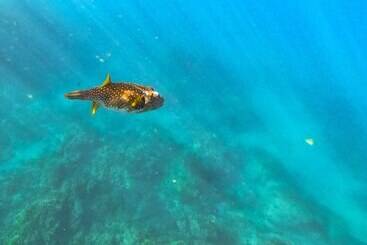 בית מלון כפרי Libelula Lounge & Lodgings