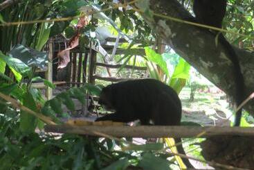 בית מלון כפרי Eware Refugio Amazonico