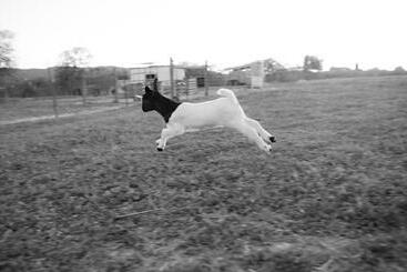 هاستل Rêves De Moutons