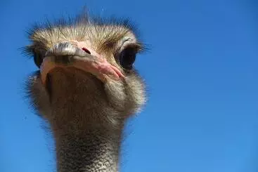 Majatalo Bakenskraal Ostrich Palace