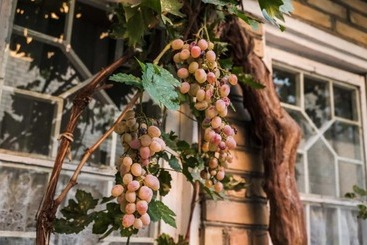 Pension (Hôtel basse catégorie) Umarxon