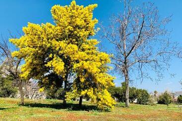 Bed and Breakfast Palazzo D'amaro Historical Residence