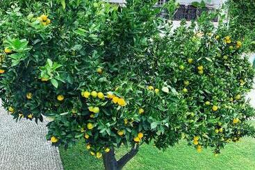 پانسیون Vintage Guest House   Casa Do Escritor