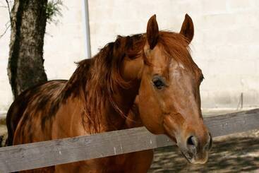 Hotell Tenuta Sant'andrea