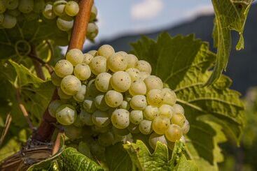 Pensjonat Landgasthof Winzerscheune