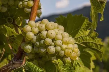 Majatalo Landgasthof Winzerscheune