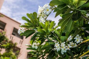 فندق صغير United Place