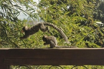 پانسیون Pousada Villa Olinda