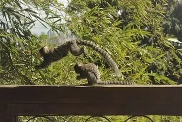 Pension (Hôtel basse catégorie) Pousada Villa Olinda