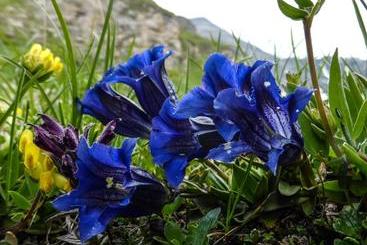 Pensió Landhaus Alpenrose Feriendomizile Pichler
