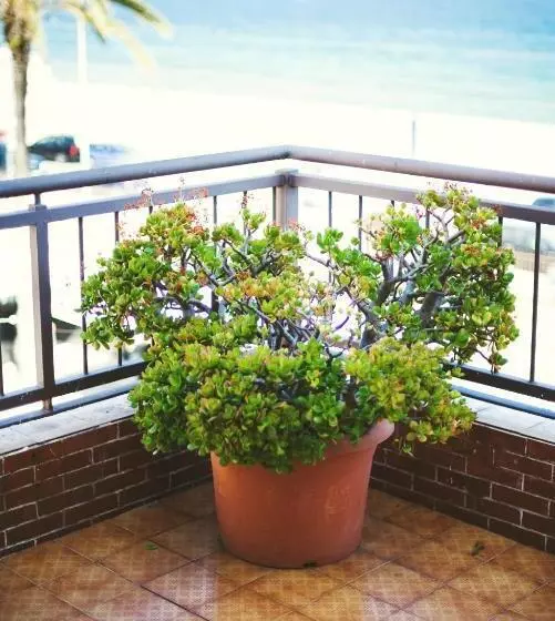 Отель Miramar Badalona