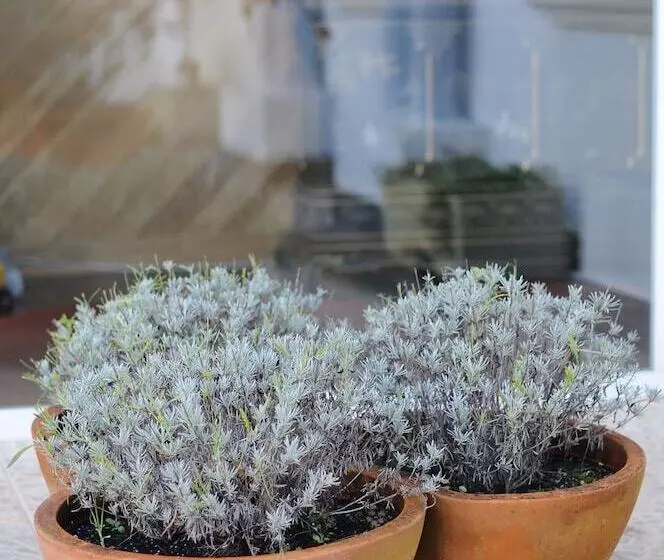 Apartamentos Turisticos Noray