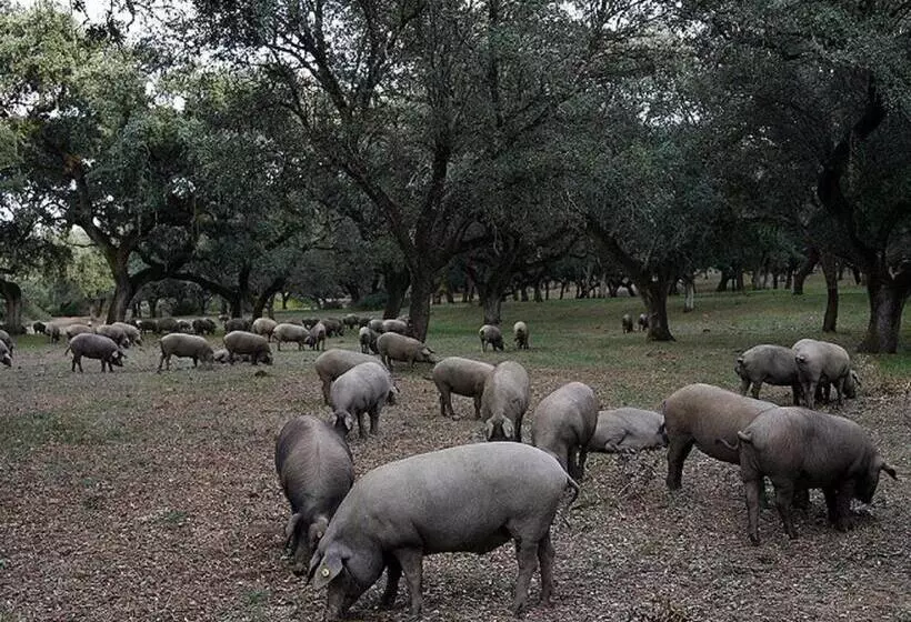 Отель Sierra De Aracena