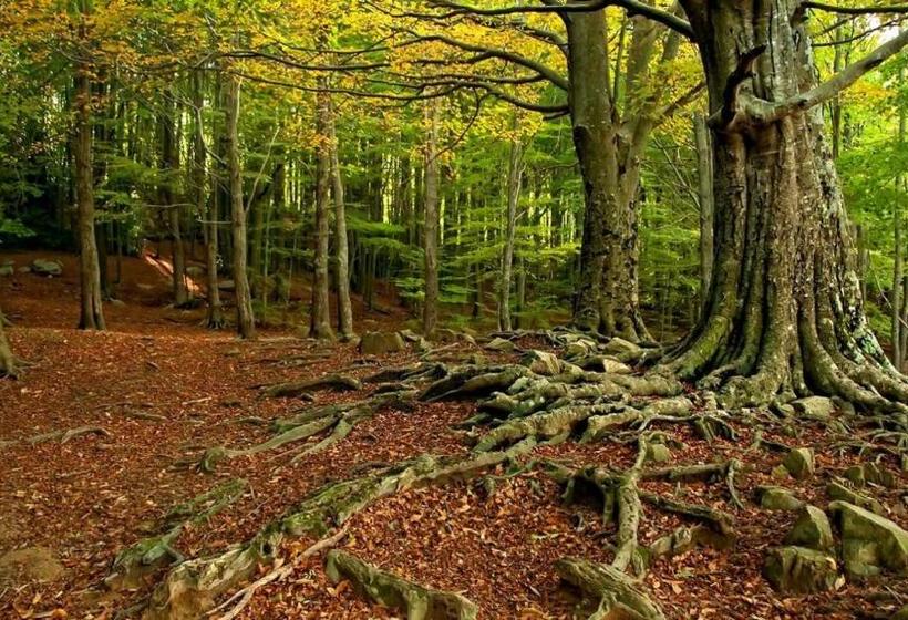 酒店 Hostal Montsoliu