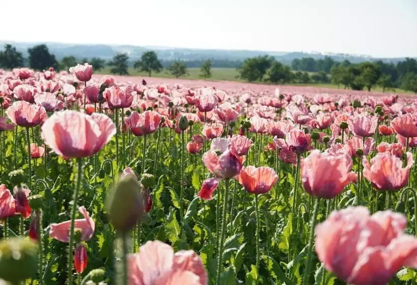 Schlosshotel Rosenau Superior