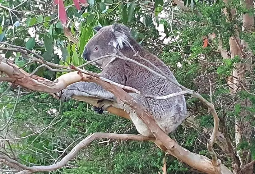 Отель Port Campbell Motor Inn
