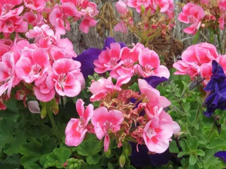 Отель Port Campbell Motor Inn